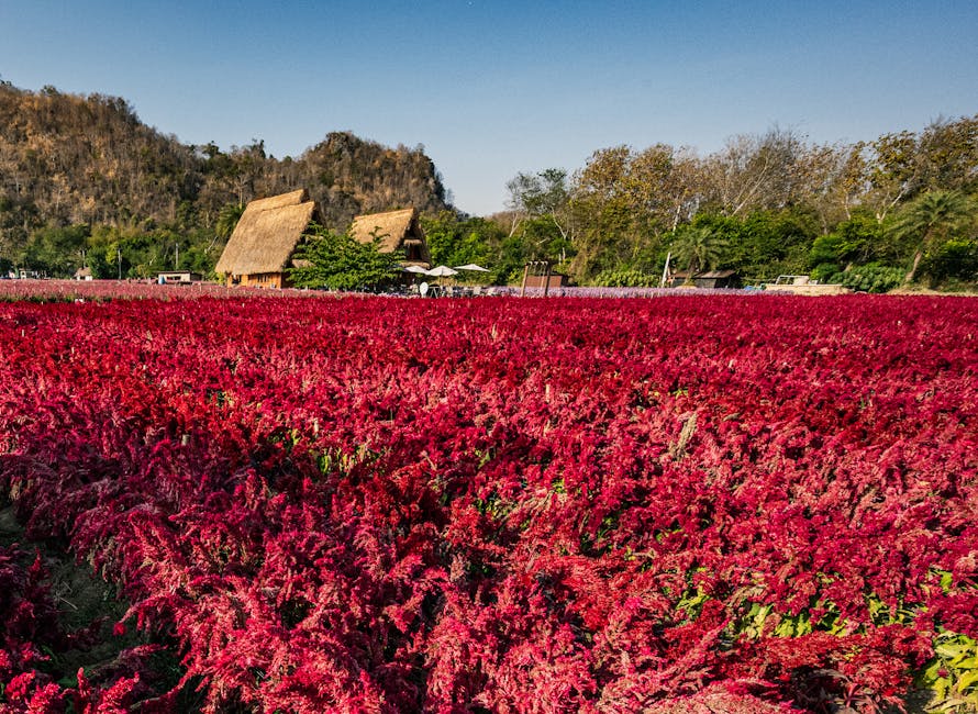 Krapp Pflanze für rote Naturfarbe