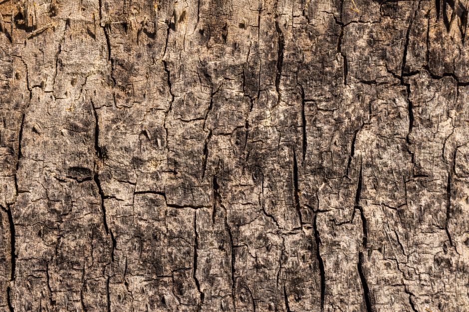 Baumrinden als Quelle für braune Naturfarben