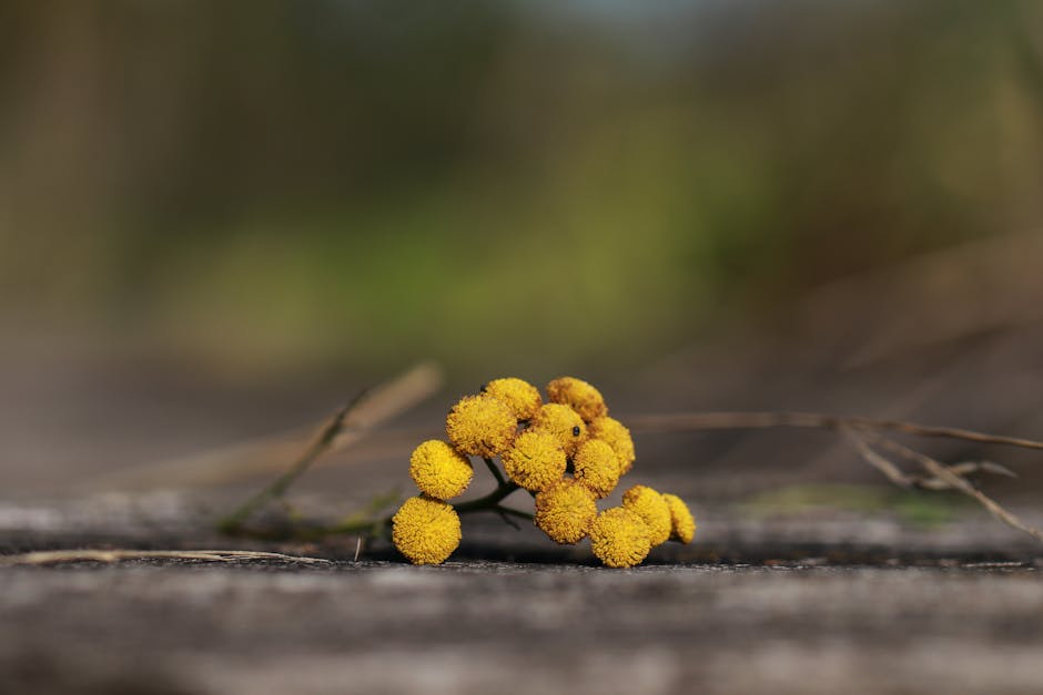Wau Pflanze für gelbe Naturfarbe